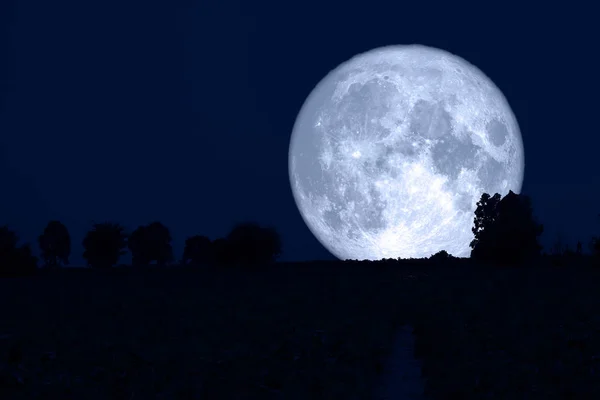 Super snow moon back silhouette tree in field night sky — Stock Photo, Image
