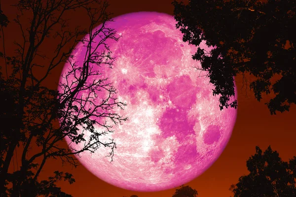 Luna de gusano lleno de nuevo en la silueta planta y árboles en el cielo nocturno — Foto de Stock