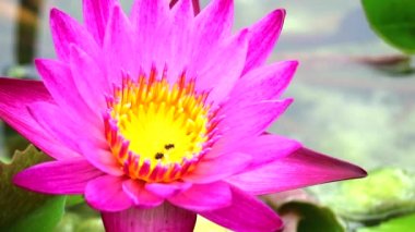 pembe lotus çiçek gölet yeşil ped arka plan üzerinde çiçeklenme