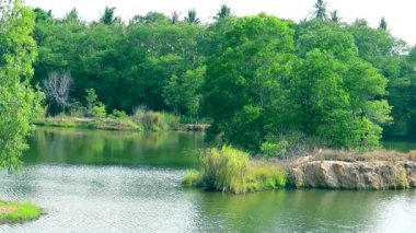ağaç palnt çim ve ot gölün her yerinde