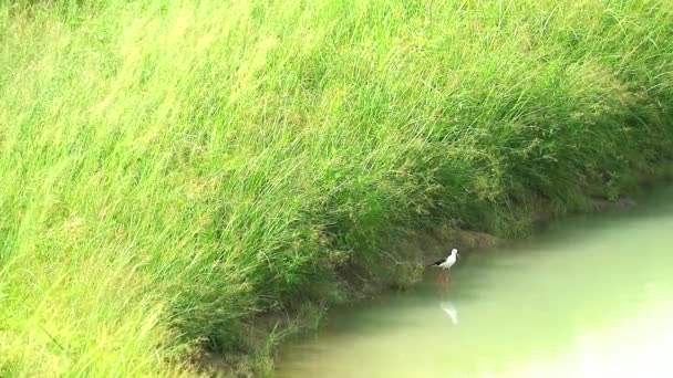 Чернокрылая птица стоит на воде и поет, и двое детей гуляют в пруду — стоковое видео