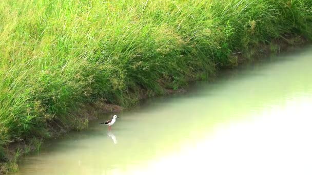 Black-winged Stilt bird stand on water and singing in pond — Stock Video