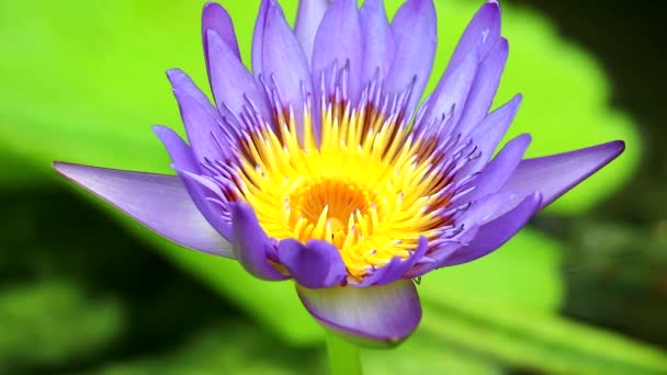 Chiudere viola fiore di loto che fiorisce su stagno verde pad sfondo — Video Stock