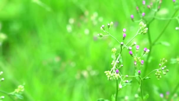 Emilia sonchifolia beneficios para la salud hojas se utiliza en el tratamiento de la disenteria1 — Vídeos de Stock