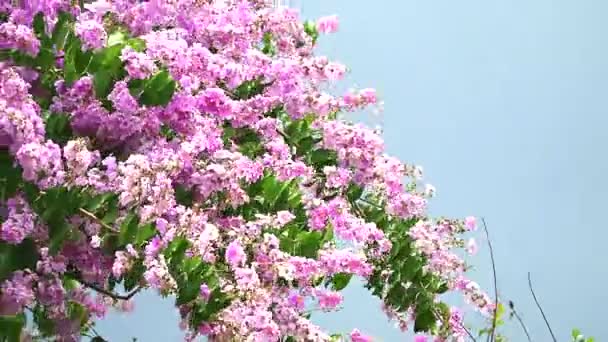 Lagerstroemia speciosa rosa flor branca na estação da chuva céu escuro — Vídeo de Stock