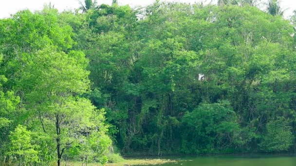 Ανοιχτό πράσινο φύλλα στο δέντρο είναι swing και σκούρο πράσινο δέντρο φόντο στη λίμνη — Αρχείο Βίντεο