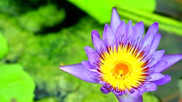Lótus tem cor roxa de pétalas florescendo na lagoa — Vídeo de Stock