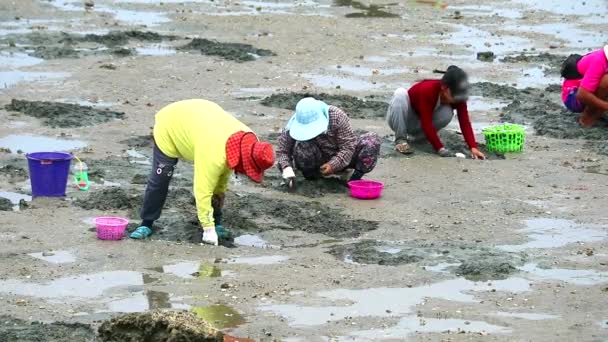 As pessoas cavam para encontrar concha de marisco e caranguejo quando a maré baixa — Vídeo de Stock