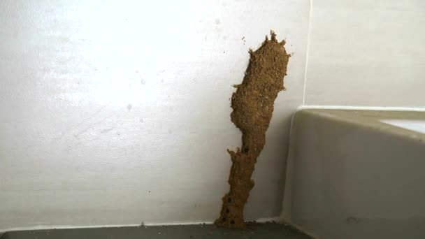 Les termites font un nid près de l'évier pour manger des meubles1 — Video