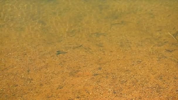 O fundo do lago tem uma cor semelhante à ferrugem causada por minerais em solo dissolvido — Vídeo de Stock