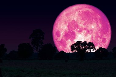 Rose Moon geri siluet ağaçları alanında