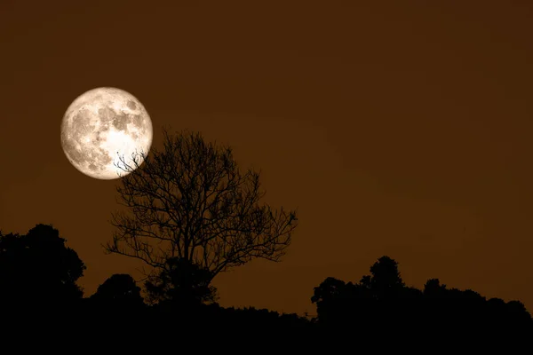 Volledige bloem maan terug silhouet droge tak boom — Stockfoto