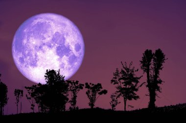 süper mısır dikim ay geri siluet kuru dal ağacı