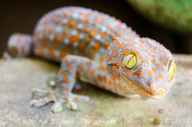 Gecko Su tankına duvardan düşmesi ve basi kenarında tırmandı