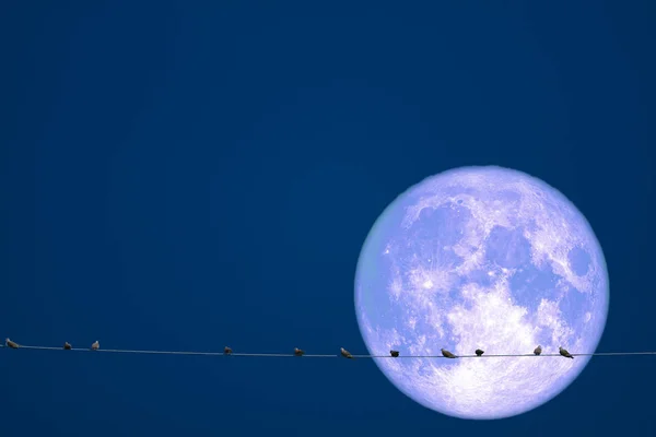 full strawberry moon back on silhouette birds on electric pole n