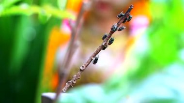 Birçok sinek kuru dalları ağaç üzerinde yapışmasını