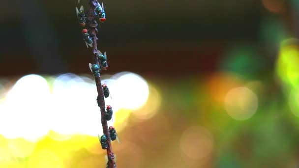 Beaucoup de mouches collent sur des branches sèches arbre et flou fond de couleur — Video