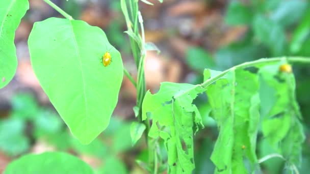 Желтая божья коровка есть молодые зеленые листья проблема насекомых 1 — стоковое видео