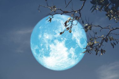gece kırmızı gökyüzü geri siluet ağaç buck mavi ay
