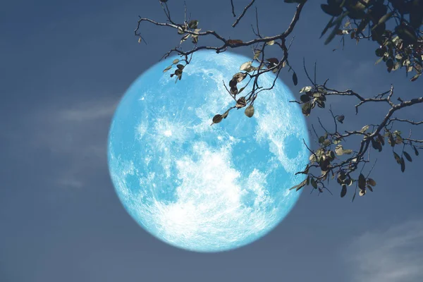 buck blue moon on night red sky back silhouette tree
