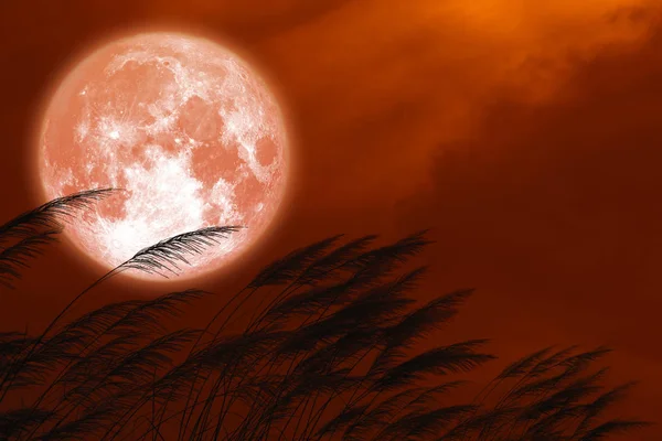 Bulan purnama strawberry pada malam hari langit merah kembali mengalir rumput siluet — Stok Foto