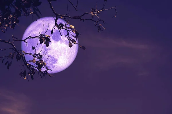 Purple buck moon on night red sky back silhouette tree — Stok Foto