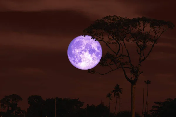 Púrpura buck luna en la noche rojo cielo espalda silueta árbol — Foto de Stock