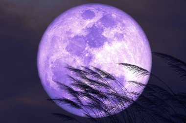 gece kırmızı gökyüzü geri siluet çim flo süper çilek ay