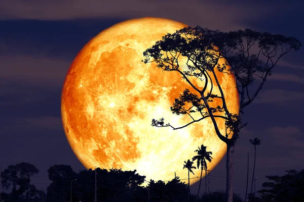 Super buck lua na noite vermelho céu de volta silhueta árvore — Fotografia de Stock
