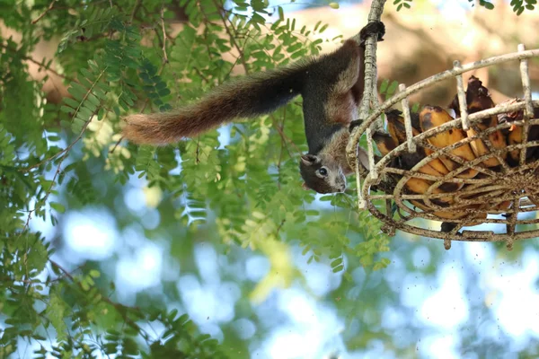 Ardilla en el árbol tratando de comer plátanos en la cesta — Foto de Stock