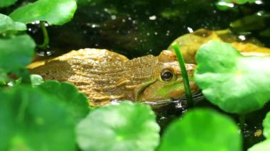 Kurbağa ağaçların gölgesinde güneşten uzakta yaşamak ve suda dinlenmek1