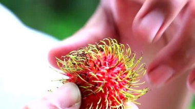 Nasıl elle rambutan soyma küçadet ve yeşil bahçe arka plan4