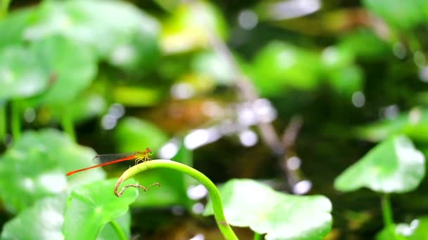 Libelle klebt an den trockenen Zweigen im Sumpf — Stockvideo