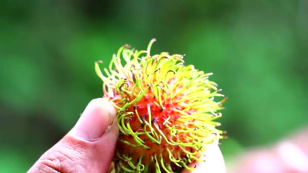 How to peel rambutan by hand and green garden background3 — Stock Video