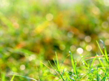 bulanıklık çim çiy damla güneş doğuşunda yaprakları ve ışık düştü