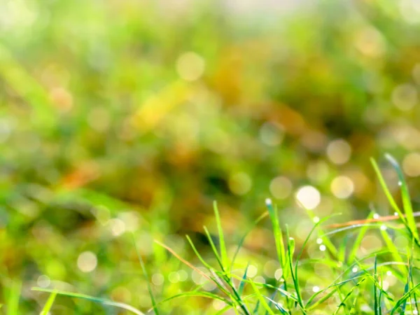 bulanıklık çim çiy damla güneş doğuşunda yaprakları ve ışık düştü