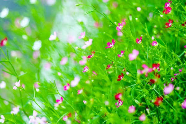 Colorful piękny różowy gypsophila boutique kwiat w ogrodzie — Zdjęcie stockowe