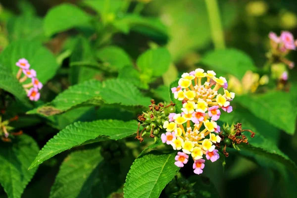 Gul rosa lantana camara blomma blommar i trädgården — Stockfoto