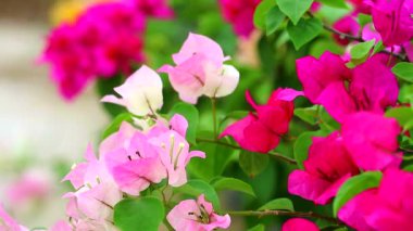 Bougainvillea Multi renkleri yaz aylarında bahçede çiçek lenme