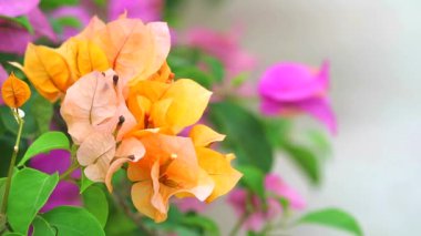 Bougainvillea turuncu renkler yaz aylarında bahçede çiçek lenme