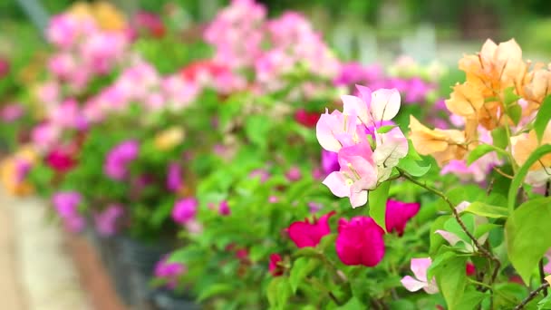 Bougainvillea rosa cores estão florescendo no jardim no verão — Vídeo de Stock