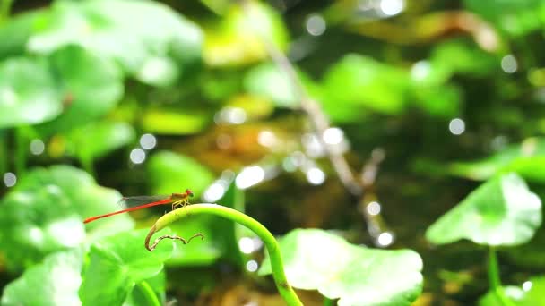 Libelle klebt an den trockenen Zweigen im Teich 1 — Stockvideo
