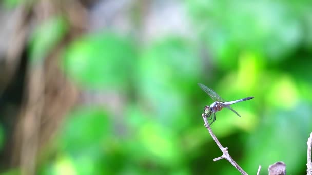 Dragonfly se tyčí na suchých větvích v pond2 — Stock video