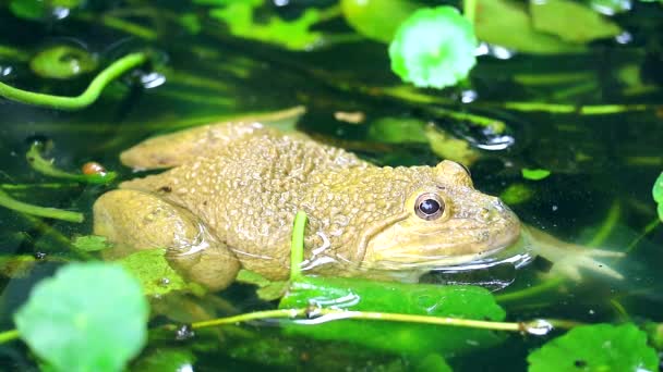 Las ranas viven lejos del sol en el agua y están activas por la noche2 — Vídeos de Stock