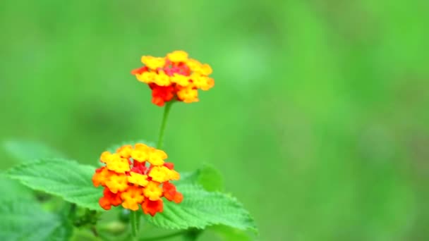 Geel oranje Lantana camara bloem in tuin bloeiende vervagen achtergrond — Stockvideo