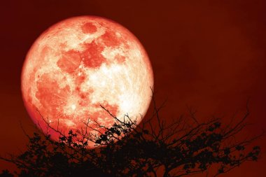 gece kırmızı gökyüzü geri siluet kuru branc kırmızı mersin balığı ay