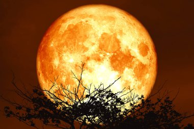 gece kırmızı gökyüzü geri siluet kuru branc kırmızı mersin balığı ay