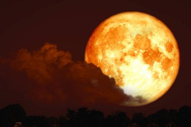 gece kırmızı gökyüzü geri siluet ağaç kırmızı mersin balığı ay
