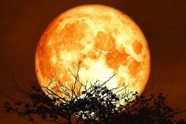 Bulan sturgeon merah pada malam hari langit merah kembali siluet cabang kering — Stok Foto