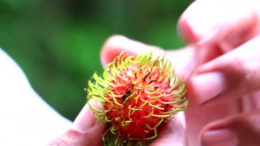 Nasıl elle rambutan soyma küçadet ve yeşil bahçe arka plan